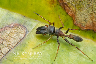Ant-Mimic Jumping Spider (Myrmarachne sp.) - DSC_2085