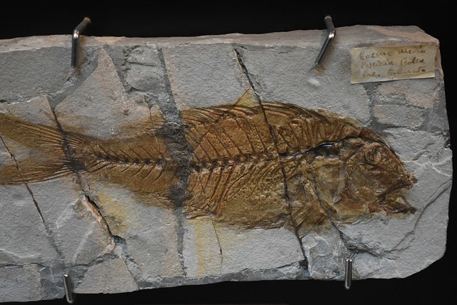 fossili (4)