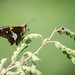 Silver-spotted Skipper on Showy Tick-trefoil seed pods