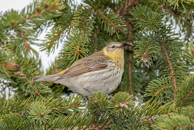 Cape May  Warbler female