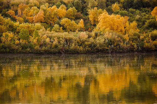 autumn canada colour reflection tree river saskatoon
