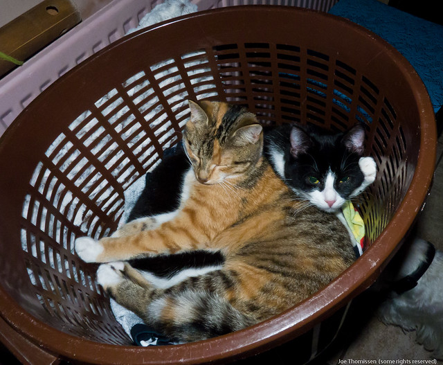 Sleeping in the Laundry Basket
