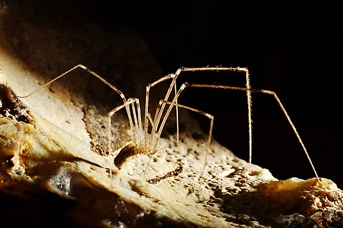 il ragno nella mia cantina