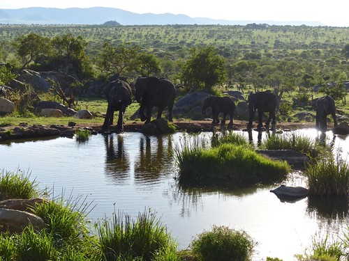 africa travel elephant landscape tanzania hotel wildlife lodge safari serengeti