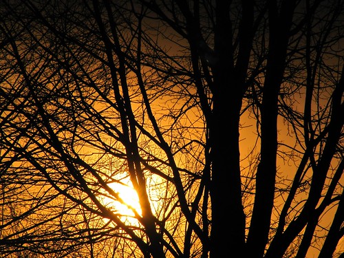 new sunset orange sun black tree colors silhouette canon photography photo colorful bright branches powershot jersey sx200is