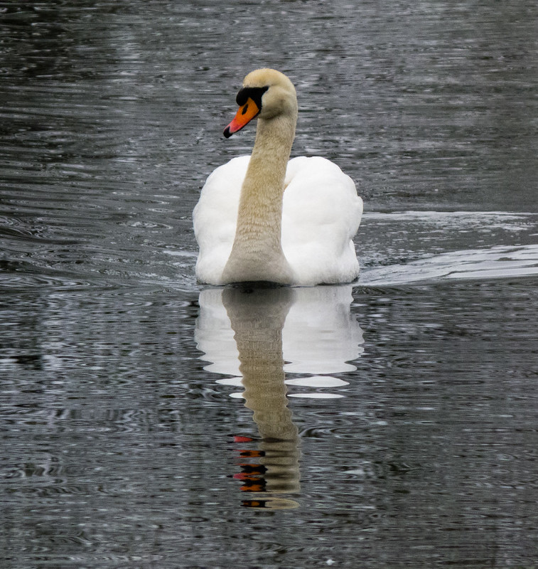 Family of swans approaching