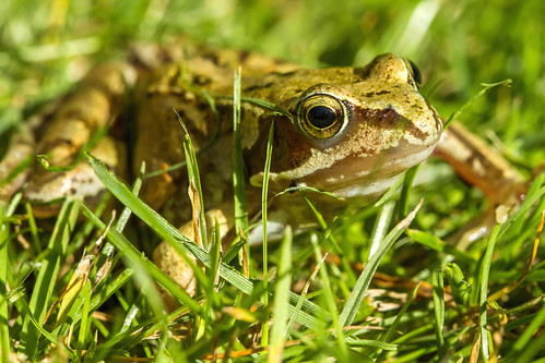 freddy frog amphibian baby pond grass mow mower close shave young relocate save safe kev gregory macro canon 100mm f28 ef