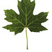 Flickr photo 'E20160907-0002—Acer macrophyllum—RPBG' by: John Rusk.