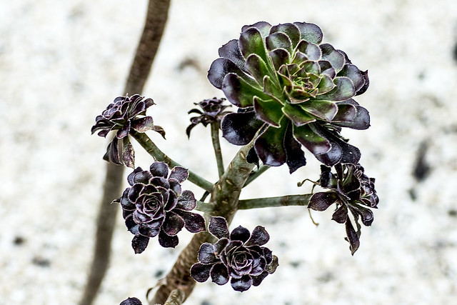 Aeonium arboreum (crassulaceae)
