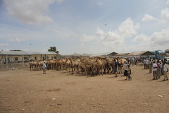 Camel Market (1)