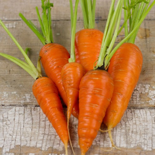 chantenay-red-core-carrot