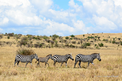 animals zebra ethiopia naturelandscape southernnationsnationalitiesandpeoplesregion southernnationsnationalities