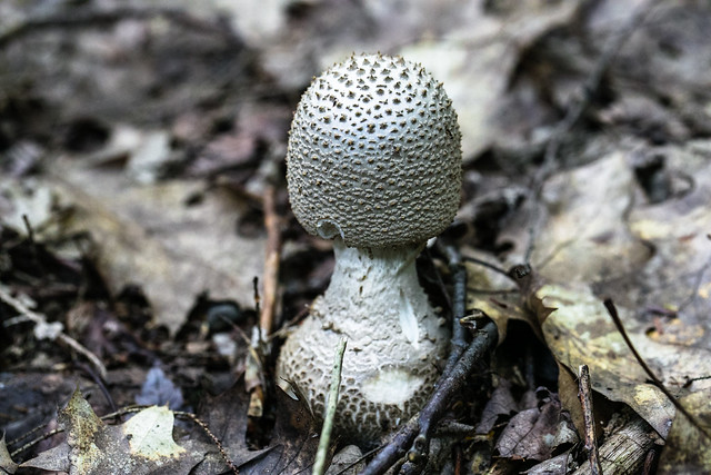 Spiny Wild Mushroom- Macro