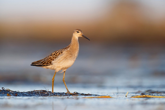 Calidris pugnax | Ruff | brushane