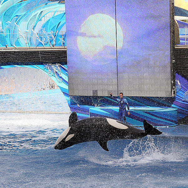 SeaWorld Orlando: Killer Whale Splash | SeaWorld Orlando, Or… | Flickr