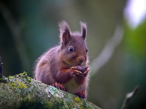 Red Squirrel | by Craig Shaw Lowestoft, Suffolk Birder