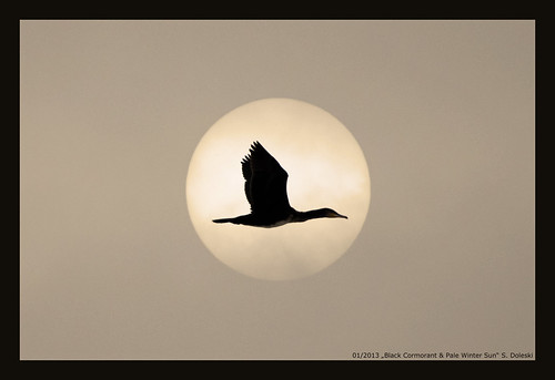 sunset sky sun lake bird nature see natur himmel cormorant sonne vogel kormoran sonenuntergang blackcormorant speichersee accumulationlake schwarzerkormoran