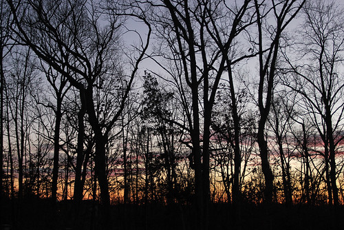 trees sunset silhouette virginia aldie