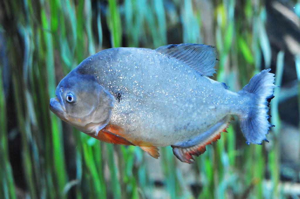 Red-bellied piranha or Red piranha (Pygocentrus nattereri)… | Flickr