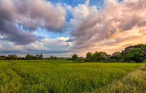 trees sunset summer cloud tree beautiful field clouds canon colorful day rice cloudy farm philippines ricefield cavite province naic 550d calabarzon canon550d kissx4 dheej18 djvillanueva