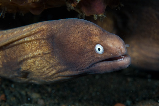 White-eyed Moray Eel