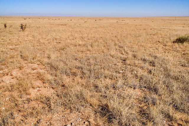 Desert at Otero Mesa. A dry looking grassland under a bright blue sky.