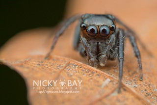 Jumping Spider (Thyene sp.) - DSC_4450