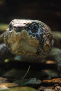 Big-Headed Chinese Turtle | A big-headed Chinese turtle at t… | Flickr