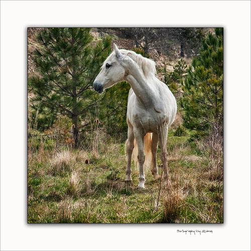horse naturaleza pets nature geotagged caballo nikon natura gettyimages cavall specialtouch quimg quimgranell joaquimgranell afcastelló obresdart gettyimagesiberiaq2
