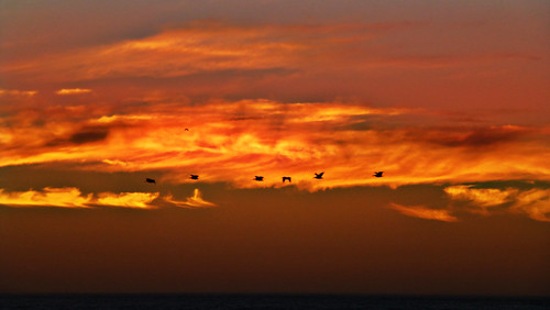 sunset freedom fly free arrebol