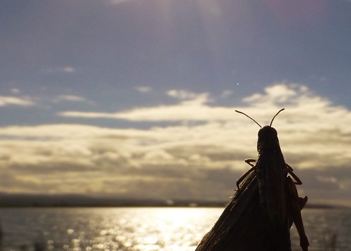 grasshopper insect view sea moray firth scotland water ardersier