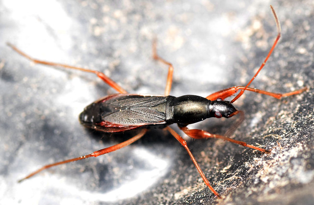 8 mm dirt-colored seed bug