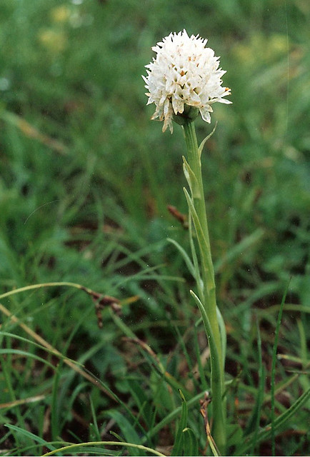 gimnadenia (Nigritella) lithopolitanica var. alba (Albinos)/ nigritelle de kamnik/Orchidacées