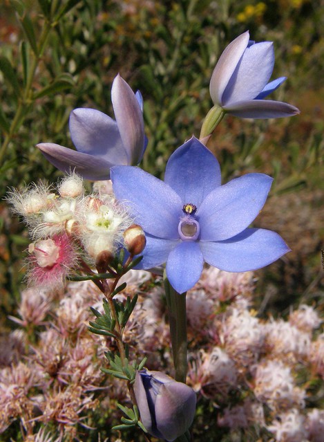 Blue  Lady Orchid - Thelymitra crinita