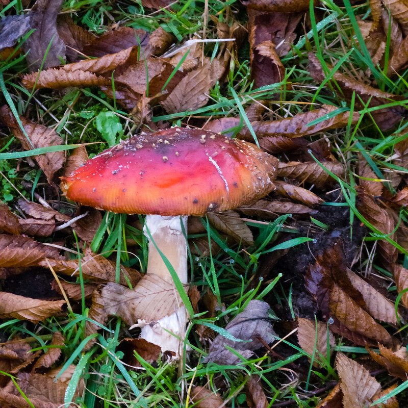 Fading fly agaric mushroom