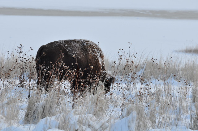 Grazing in the snow