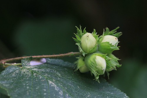 Hazelnuts near Summerford Farm 