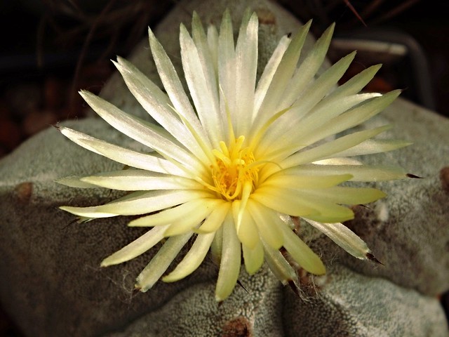Astrophytum myriostigma Lem. flower
