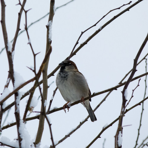 Sparrow in a hedge
