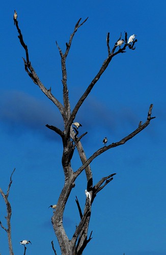 wetlands waterfowl water landscape birdlife kingaroy queensland australia