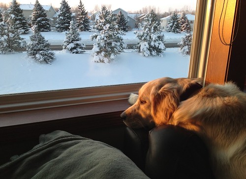 dog snow goldenretriever sunrise