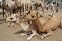 Camel Market (3)
