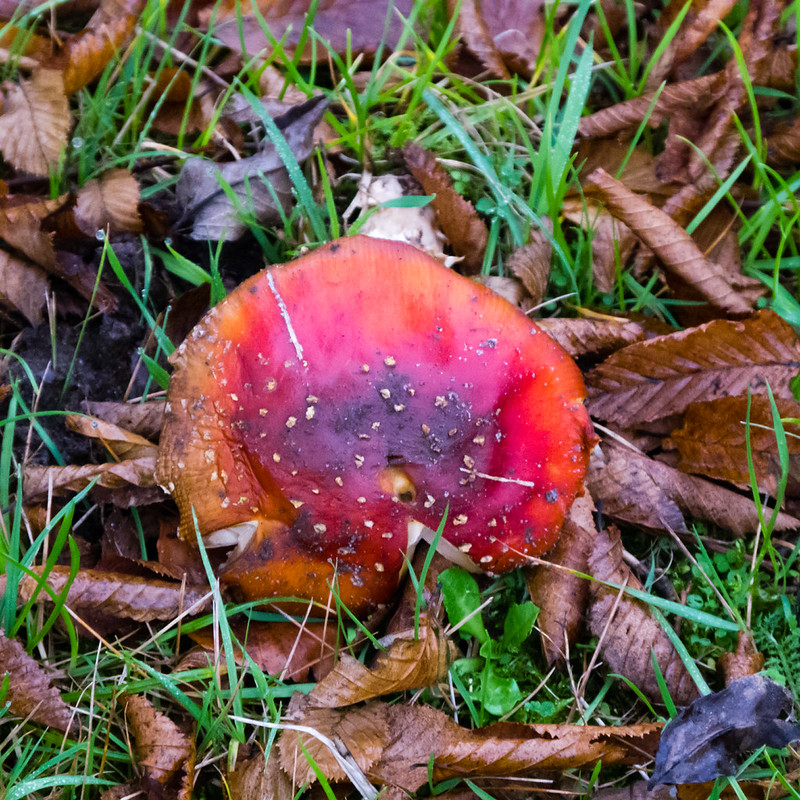 Fading fly agaric mushroom