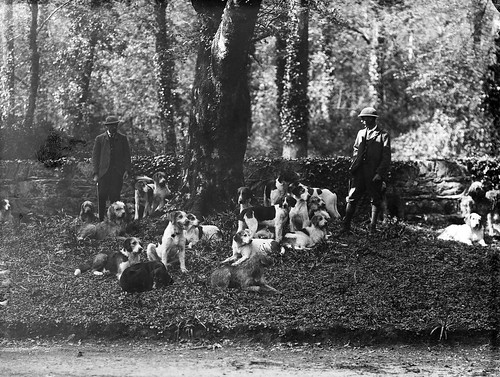 otterhunt curraghmoreestate curraghmore portlaw ireland munster delapoerfamily delapoer hunting dogs hounds gamekeeper tuesday 14th may 1901 1900s 20thcentury ahpoole arthurhenripoole glassnegative greatbog waterford nationallibraryofireland poolephotographiccollection