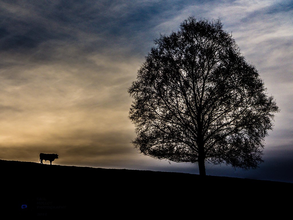 Tree. Bull | Over on the blog today I've been trying to deci… | Flickr