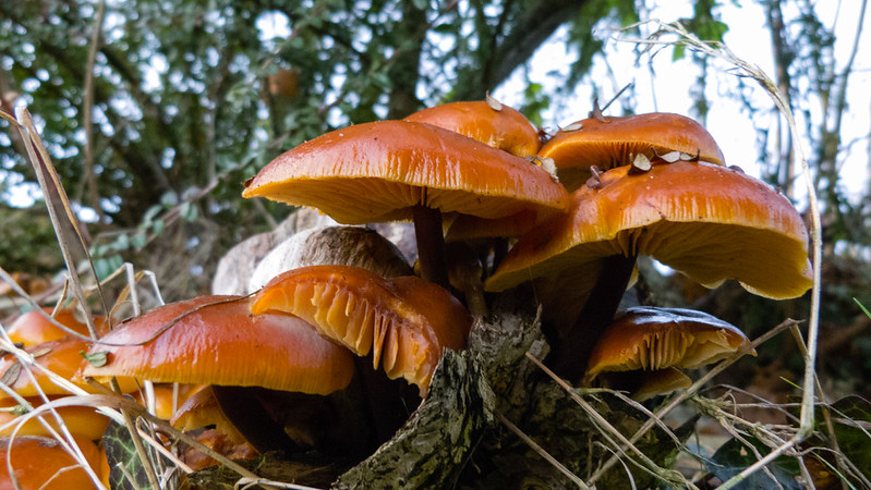 Velvet shanks on a stump