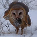 Flickr photo 'BARN OWL' by: Aquila-chrysaetos.