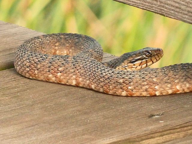 Banded water snake at Green Cay today - I almost stepped on him!