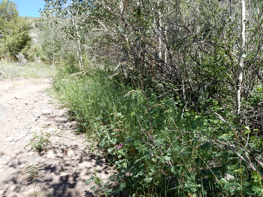 Jack Creek
