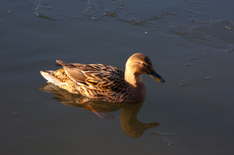 Mallard in an icy canal
